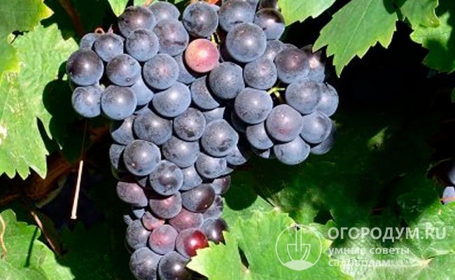 «Гузаль кара» (на фото) – сорт винограда, использованный в качестве одной из родительских форм