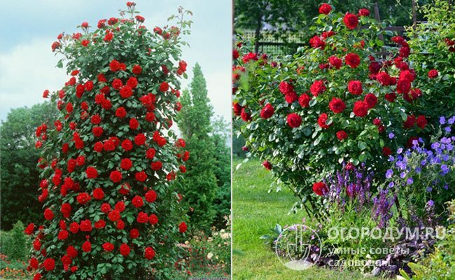 Розу «Сантана» выращивают как клаймбер с использованием искусственных и естественных опор или без них в виде высокорослого пышного шраба