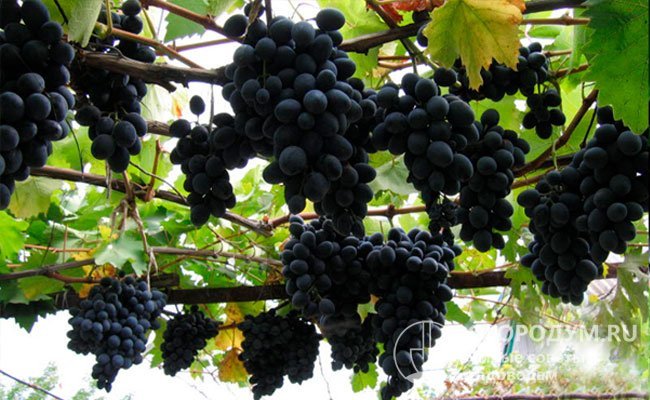 Лучше всего виноград проявляет себя в горизонтальной беседочной культуре