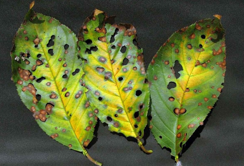 Клястероспориоз на листьях черешни