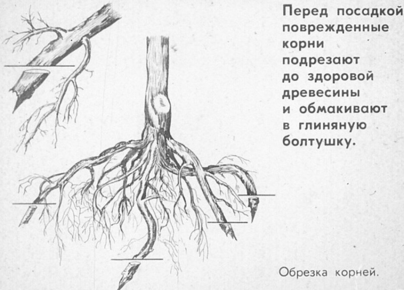 Обрезка поврежденных корней дерева