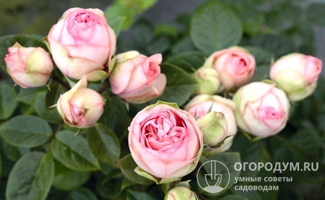 Charming Piano (на фото) – ностальгические розы с густомахровыми цветами, окрашенными в пастельные тона
