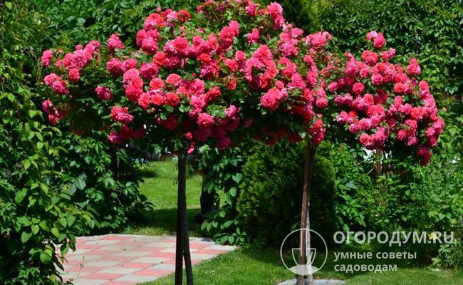 Некоторые розоводы выращивают Rosarium Uetersen в штамбовой культуре
