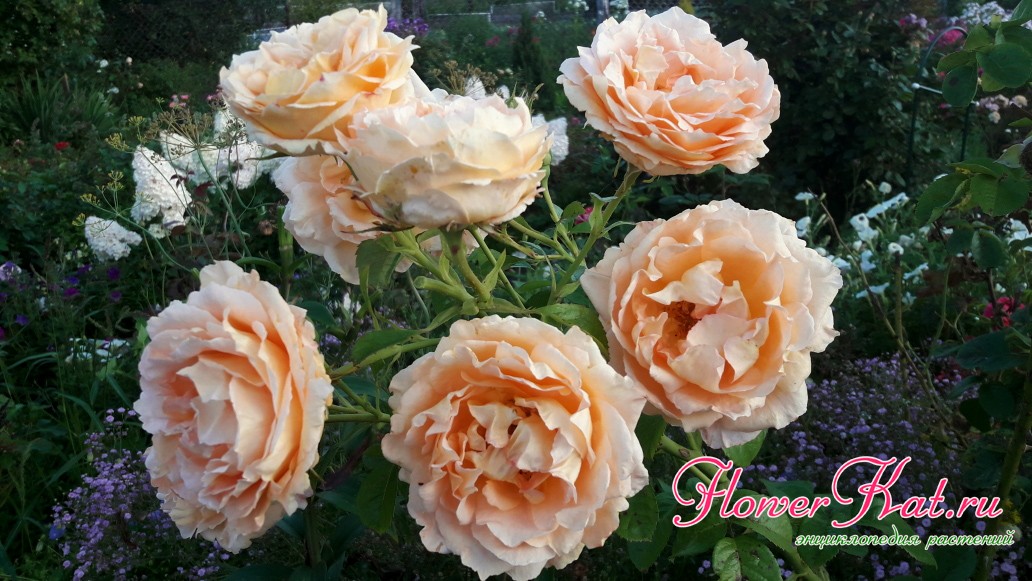 Фото соцветия розы Полька