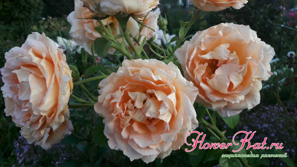Плетистая роза Полька, которую можно выращивать как шраб 