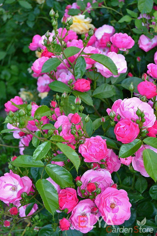 Роза Анжела в полном цвету - фото