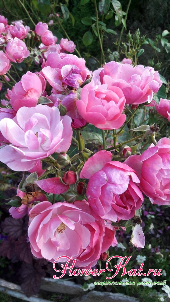 Чашевидная форма цветка розы Анжела
