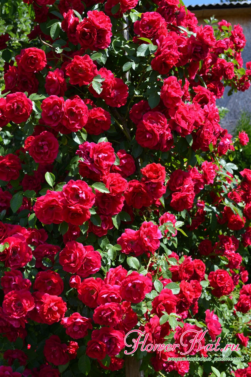Яркие цветы плетистой розы Фламентанц видно издалека - фото