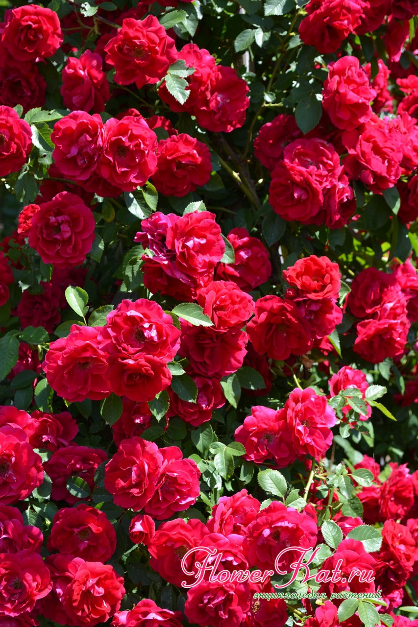 Фото обильное цветение плетистой розы Фламентанц