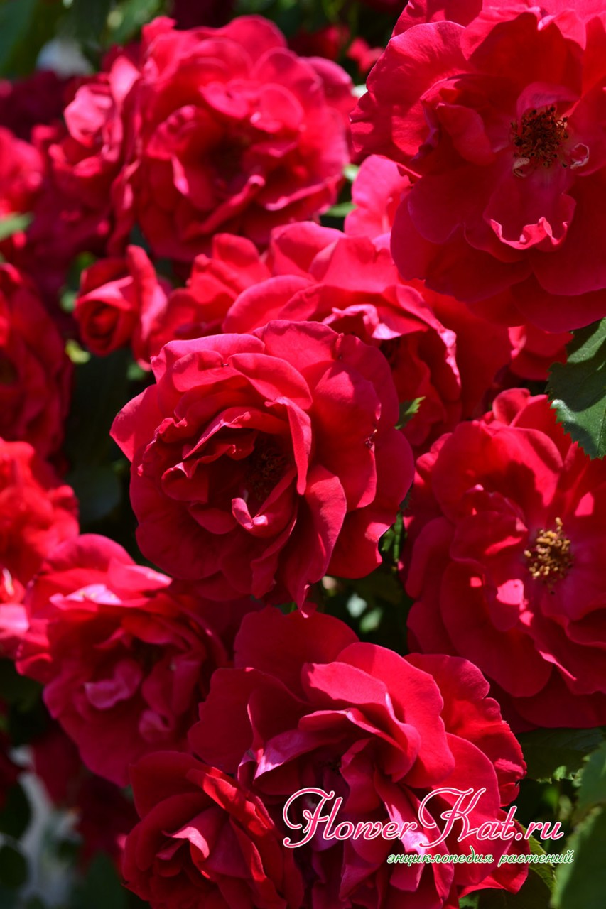 Фото цветущей розы Фламентанц крупным планом