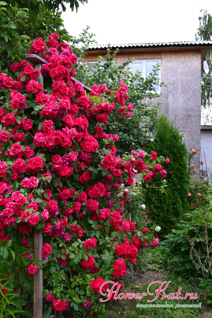 Фотография цветущего куста розы Фламентанц