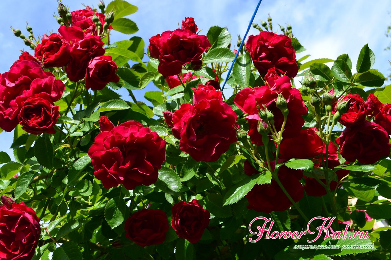 Фотография начало цветения плетистой розы Фламентанц