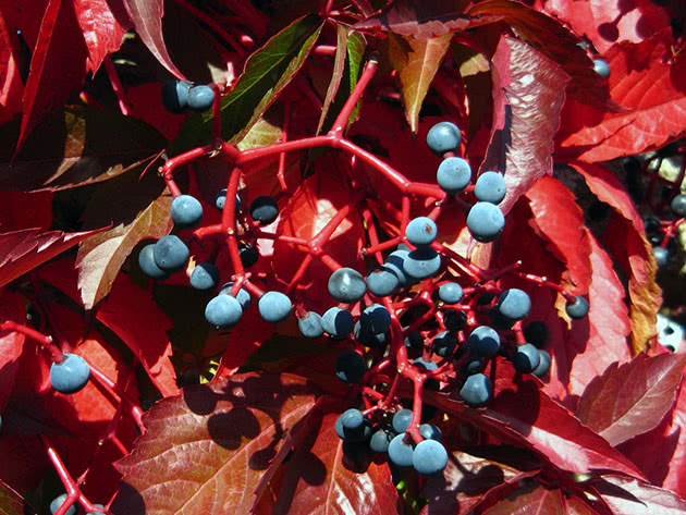 Девичий виноград пятилисточковый (Parthenocissus quinquefolia)