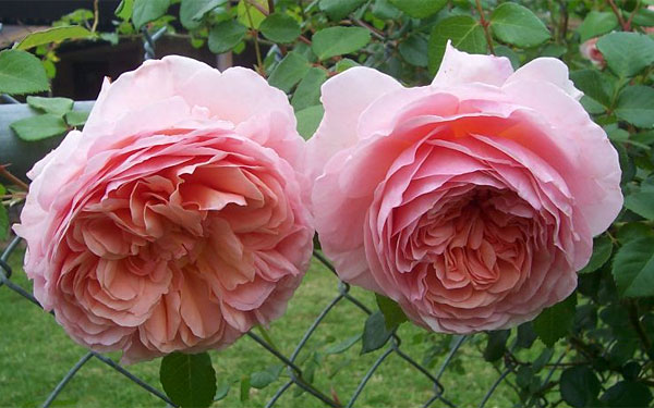 Крупные розы Abraham Darby