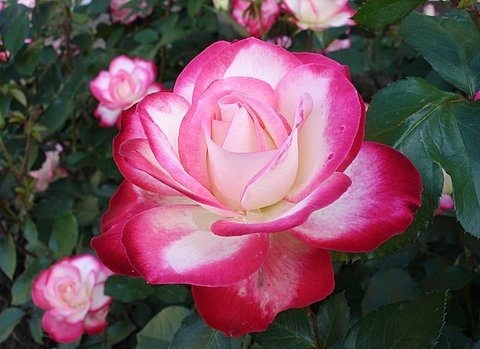 Цветение розы принц Монако