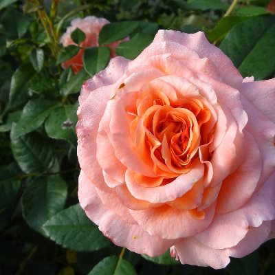 роза августа луиза фото и описание