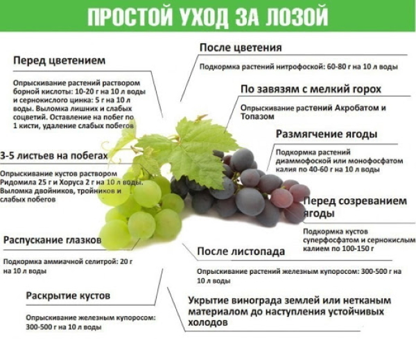 Виноград Молдова. Описание сорта, фото, сахаристость, выращивание, уход