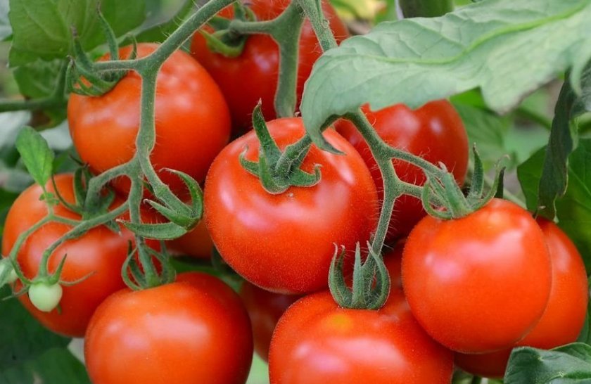 Сорт помидоров «Соседская зависть»