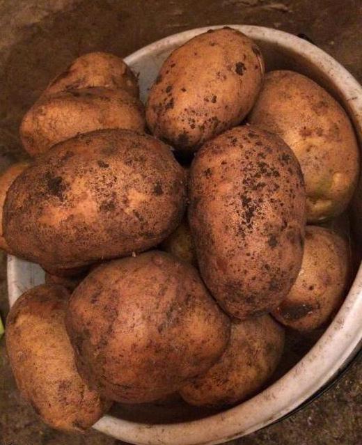 Преимущества популярного сорта картофеля Тулеевский