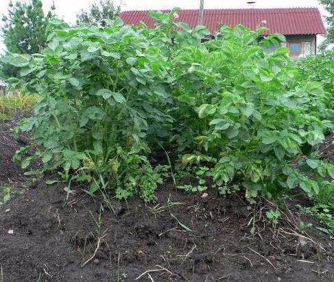 выращивание картофеля киви