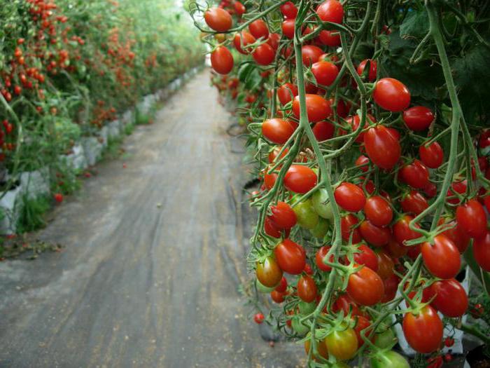 томат спрут f1 отзывы в открытом грунте