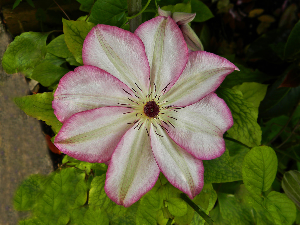 Цветок клематиса Омоширо