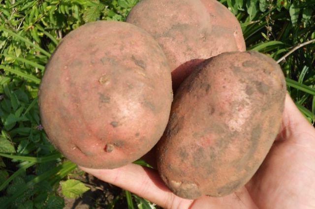 Ирбитский картофель урожайность
