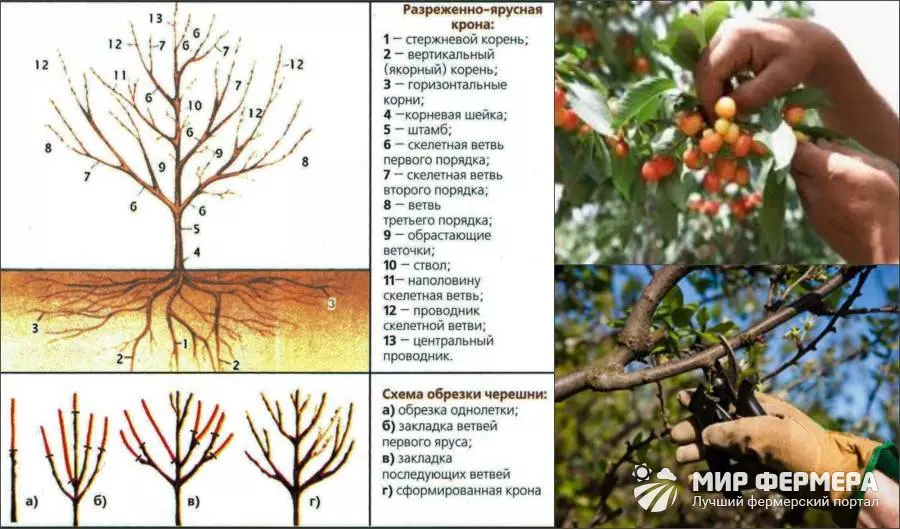 Весенняя обрезка черешни 3 года. Обрезать вишню. Разреженно-ярусная крона черешни. Правильная обрезка черешни весной схема.