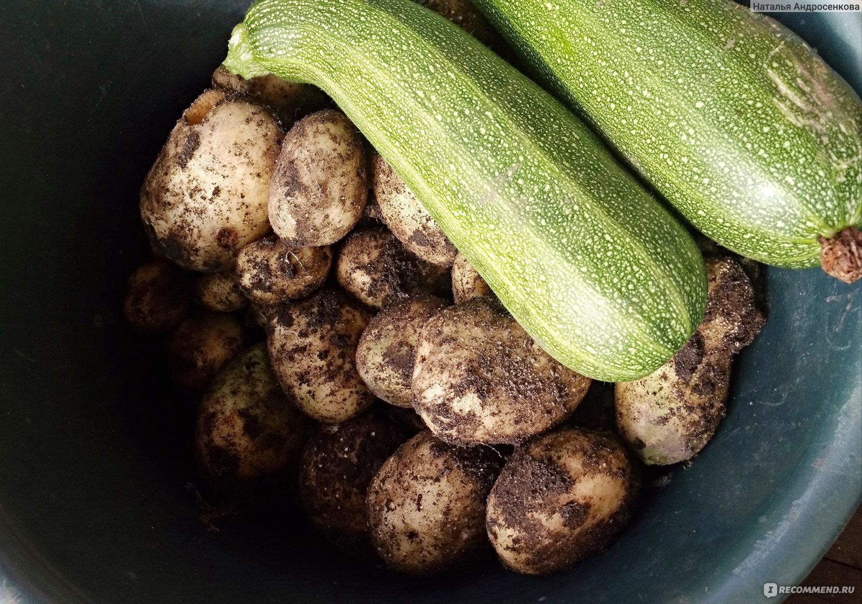Урожай картофеля Импала: июль