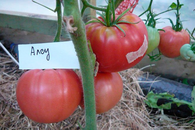 Томат Алсу: описание нового сорта томатов, его характеристики и плавила выращивания