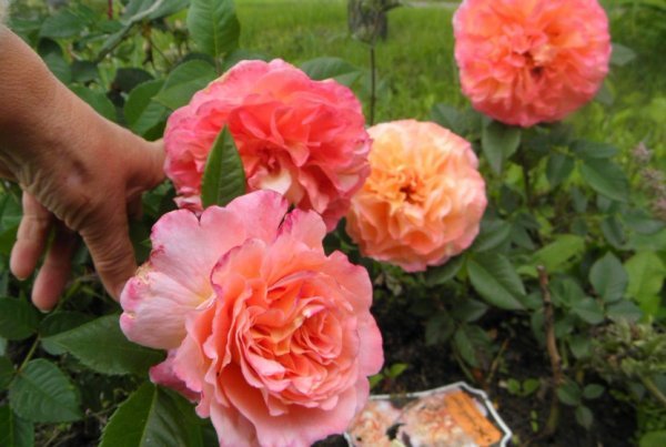 Чайно-гибридная роза Августа Луиза: описание сорта, фото, отзывы о выращивании