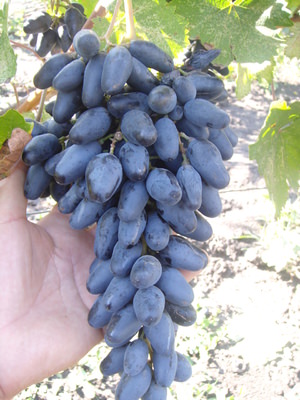 Способы посадки винограда Байканур