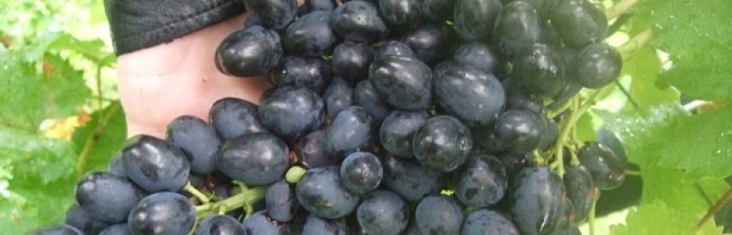 Характеристика сорта винограда «чарли»: описание, фото и отзывы о нем