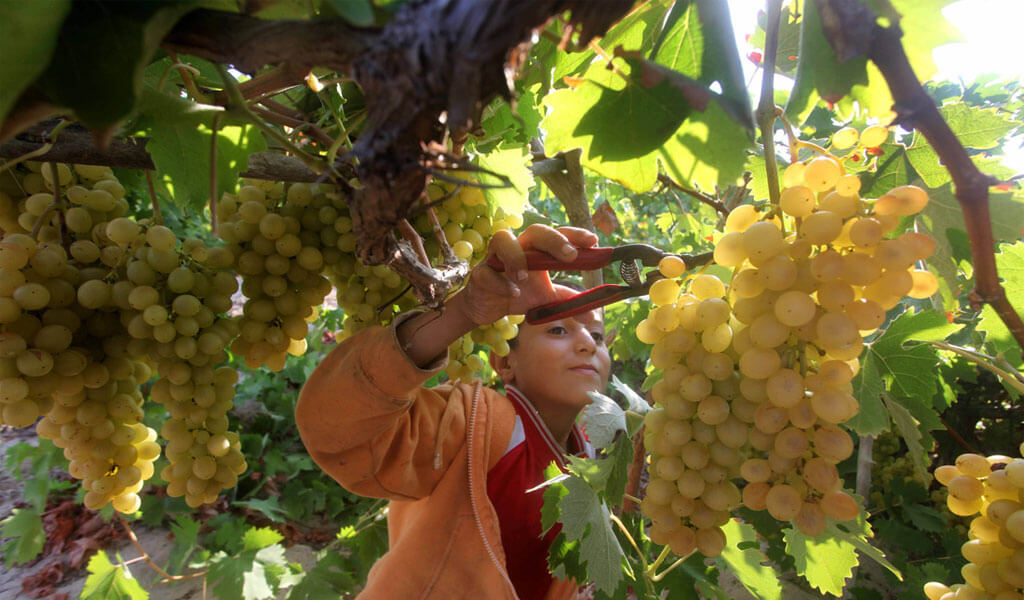 Ркацители - наиболее распространенный сорт винограда в Грузии