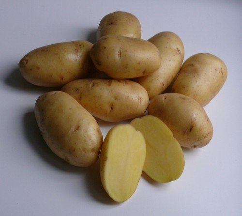 Селекционный сорт картофеля Гала
