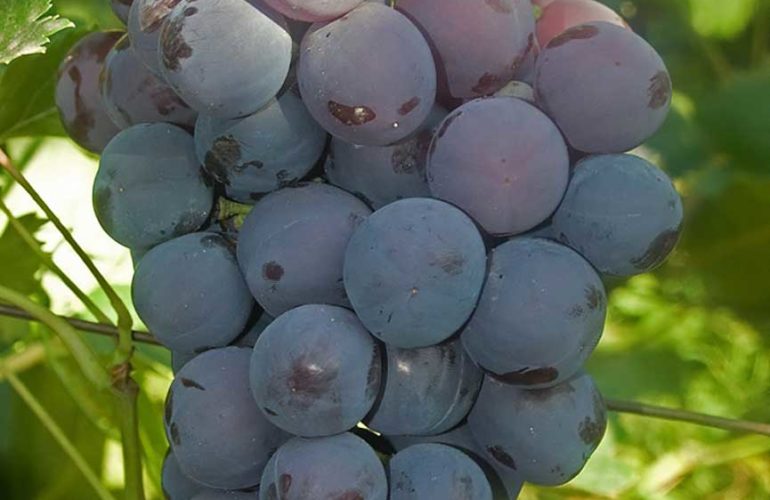 Гроздь винограда сорта Кардинал фото
