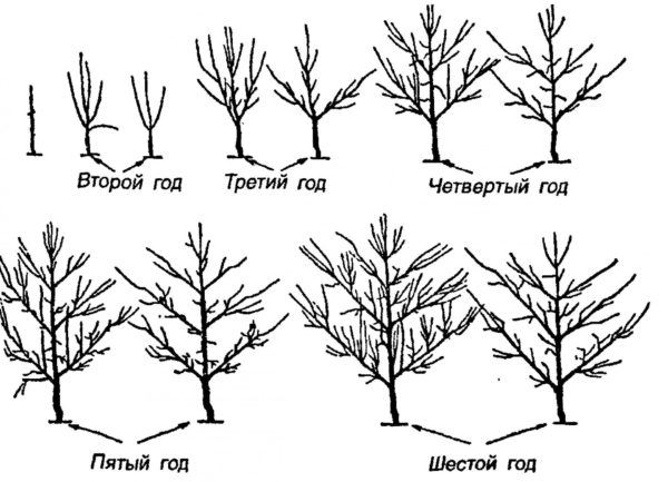 Схема формирования пальметты