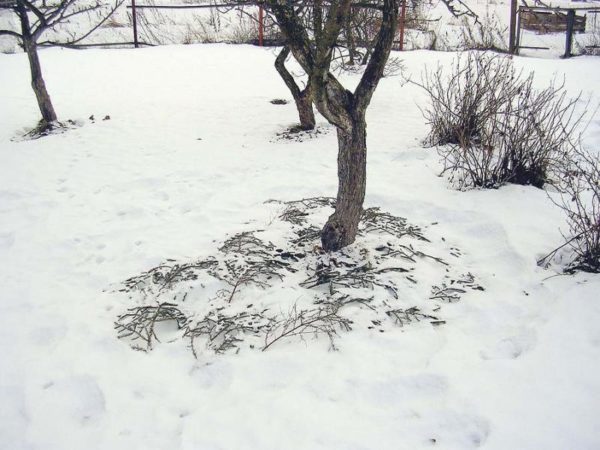 дерево грушы зимой