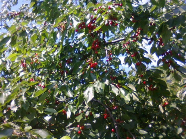 Ветки черешни с ягодами