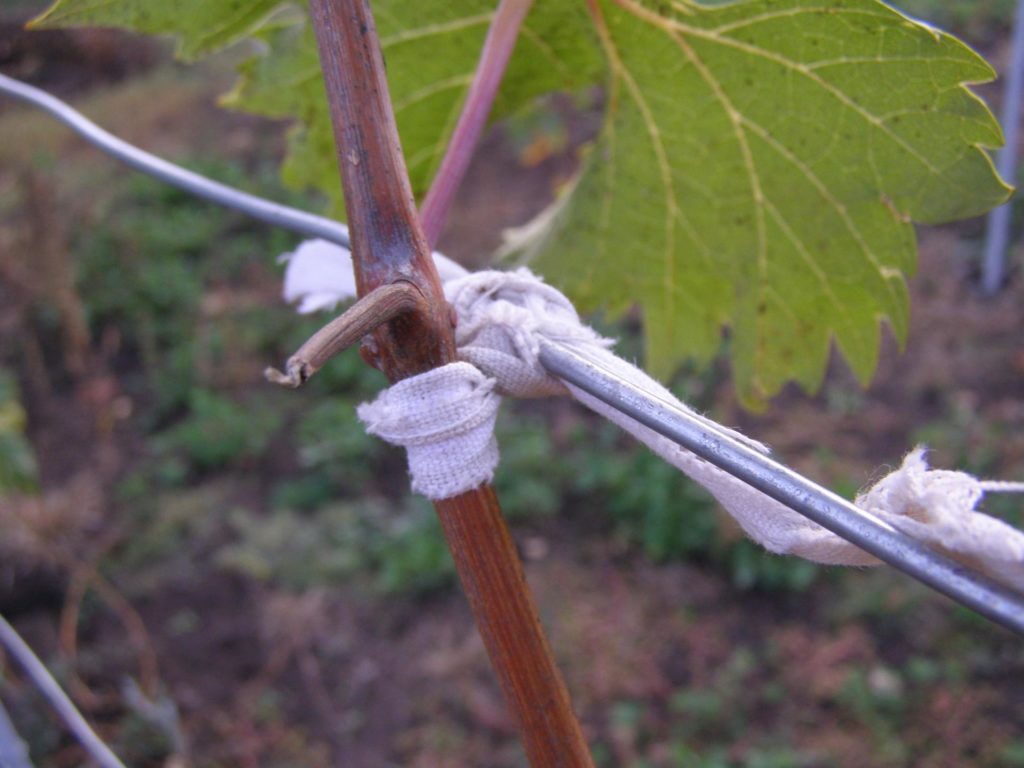 Подвязанный виноград