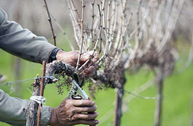 Садовник обрезает виноградные лозы
