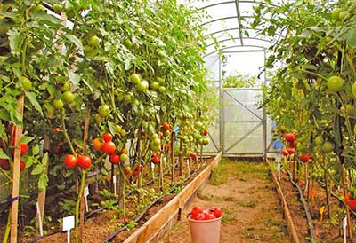 помидоры в теплице фото