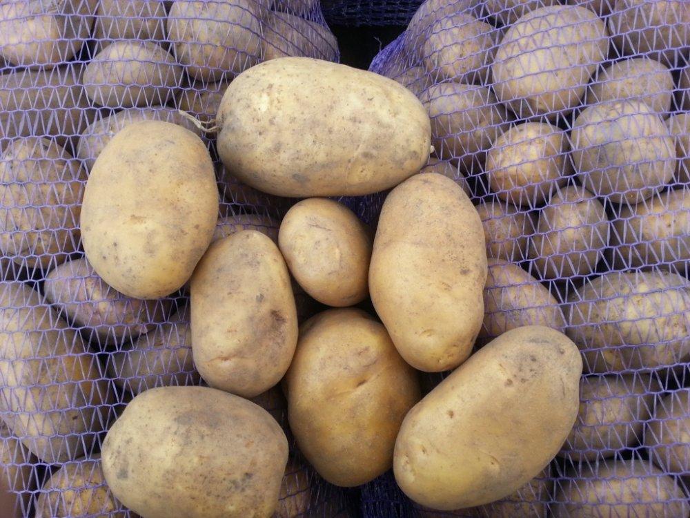 картофель бриз