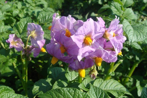 Цветущий куст картофеля Журавинки