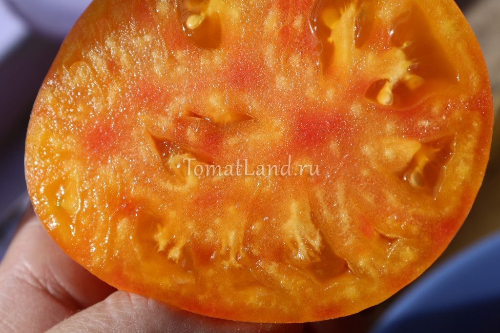 томат сокровище инков фото описание отзывы