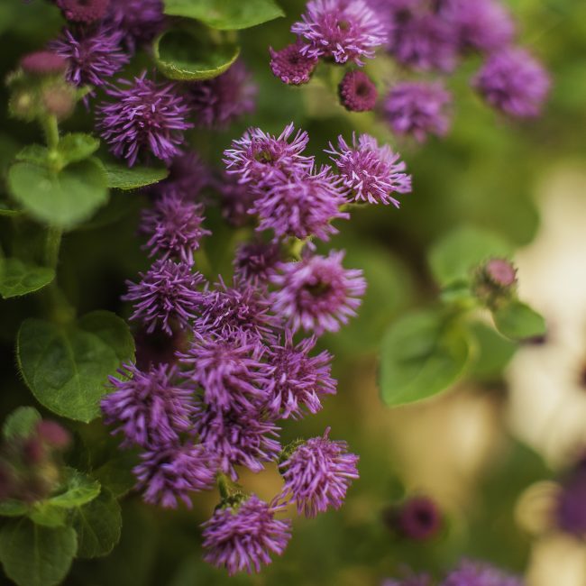 Цветок агератум склонен к поражению различными болезнями и вредными насекомыми.
