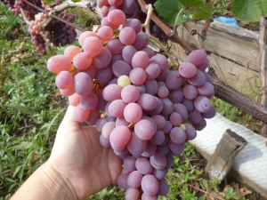 гроздь розового винограда в руке