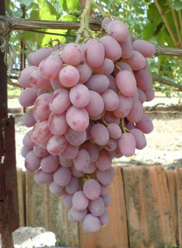 виноград тайфи