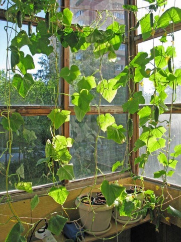 Секреты выращивания огурцов Балконное Чудо фото 3