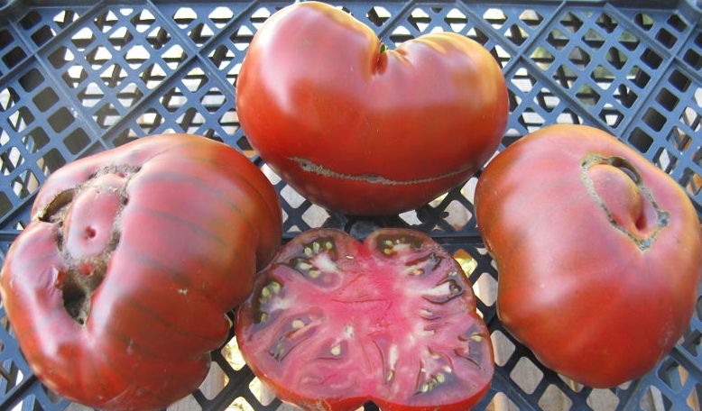 томат арбузные отзывы характеристика
